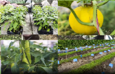 Khoa học cây trồng