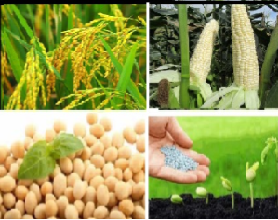 Di truyền và chọn giống cây trồng