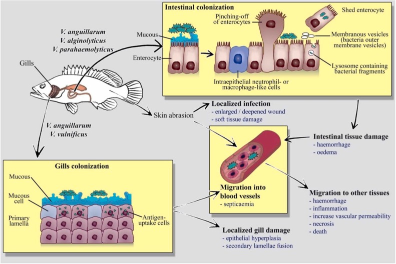 Bệnh học thủy sản